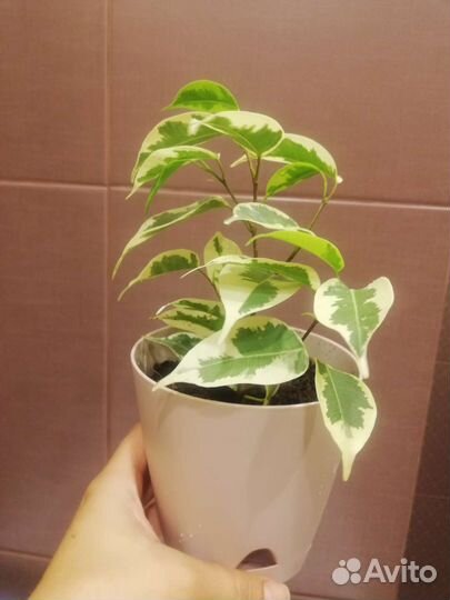 Фикус бенджамина