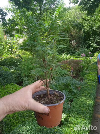 Тис ягодный колоновидный