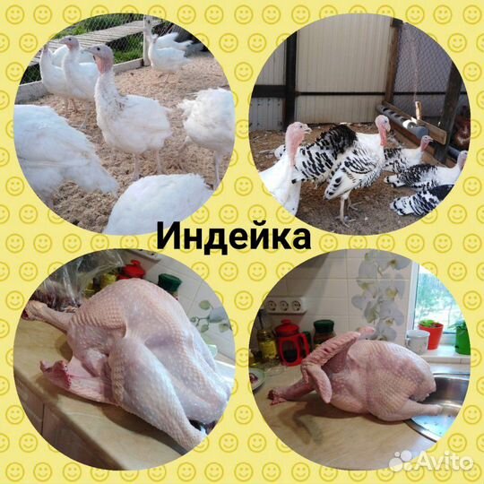 Индейка, курица, утка, жир гуся
