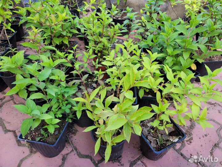 Набор гортензий метельчатых