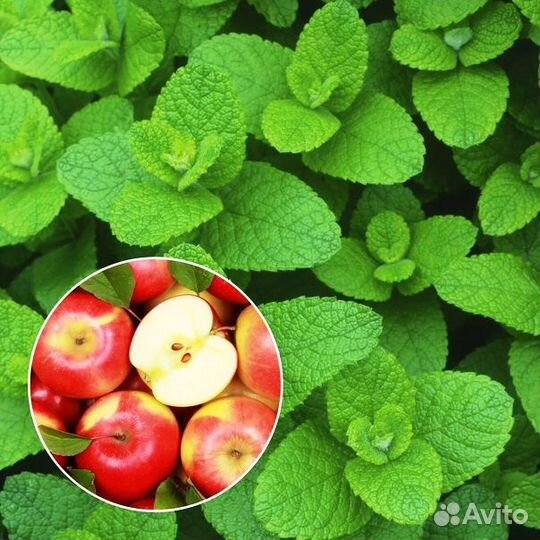 Мята Яблочная