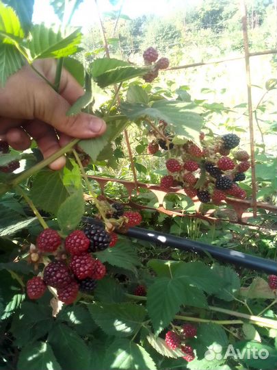 Саженцы ежевики: бжезина, чечанка, лах мэри
