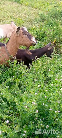 Козы козлята