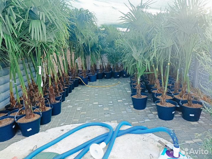 Пальма Трахикарпус форчуна