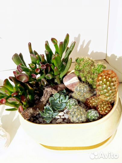 Флорариум, композиция из кактусов и суккулентов
