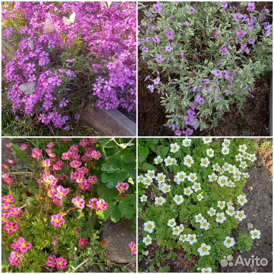 Многолетние цветы