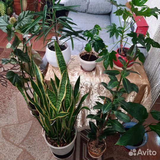 Комнатные растения