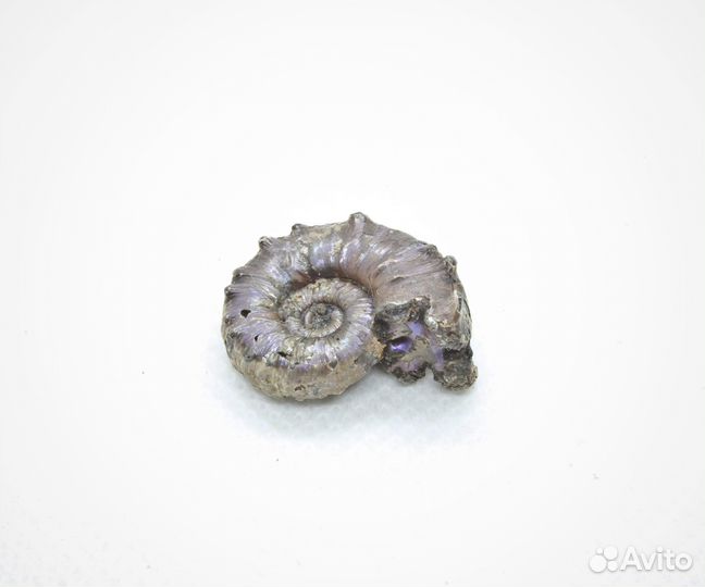 Аммонит Euaspidoceras sp