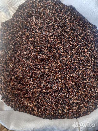 Семена Суданки