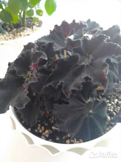 Бегония Черная Мамба