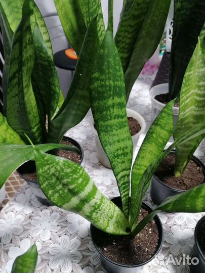 Сансевиерия