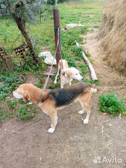 Продажа русских гончих