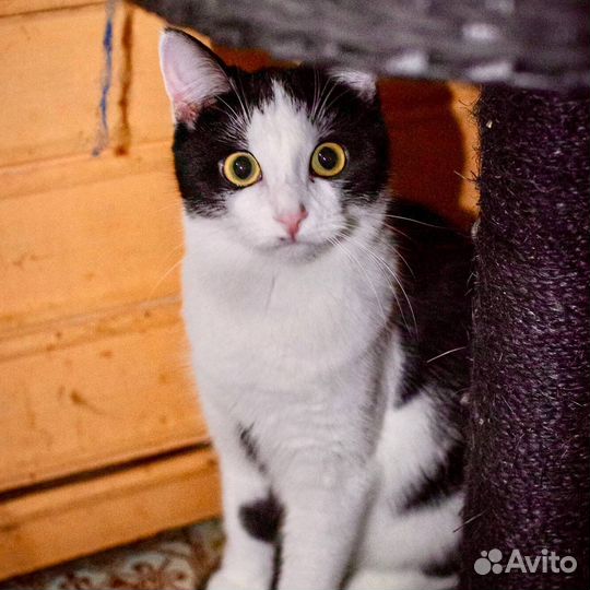 Кошечка Малинка в добрые руки