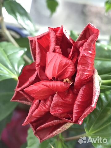 Роза / Гибискус / Цветы / Домашние цветы