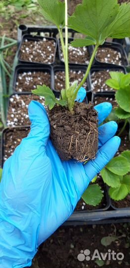 Рассада клубники