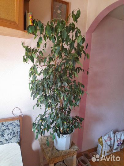 Фикус бенджамина большой