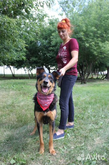 Пес Чарли из приюта хочет найти семью