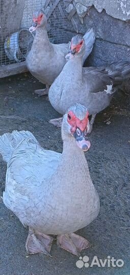 Мускусные утки