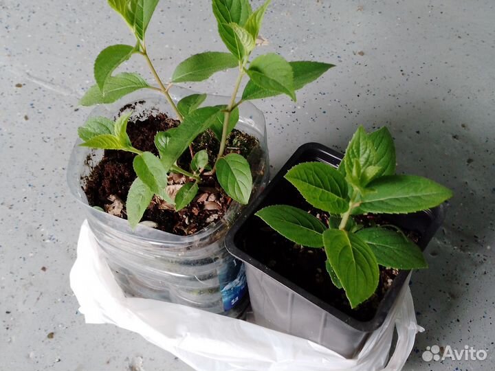 Гортензия метельчатая Бобо, Самарская Лидия