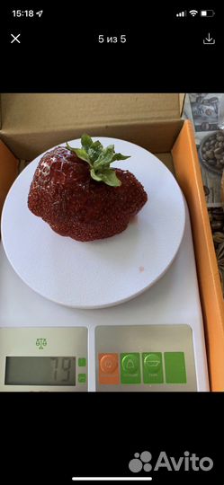 Рассада клубники Адмирал