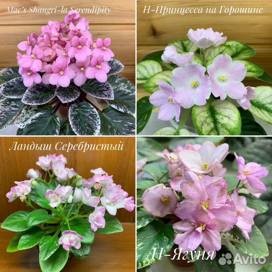 Фиалки мини