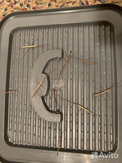 Палочник вьетнамский