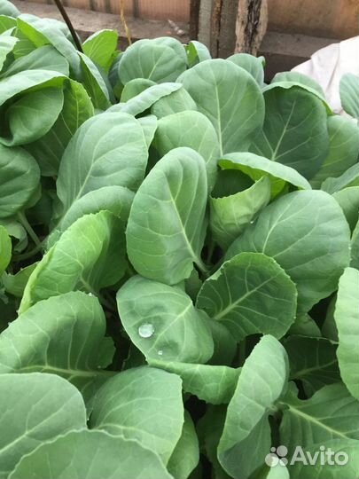 Капуста скороспелка, брокколи, цветная