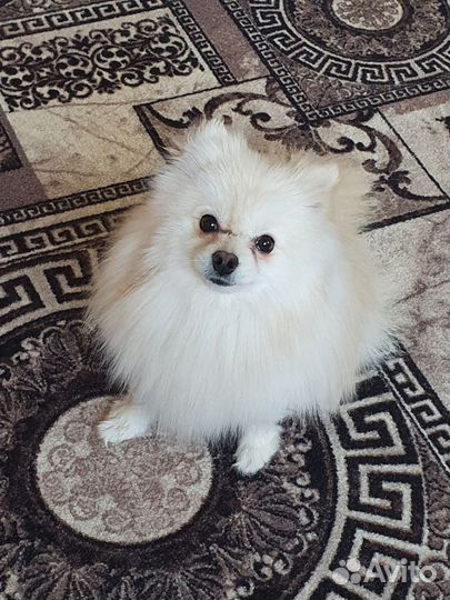 Померанский шпиц