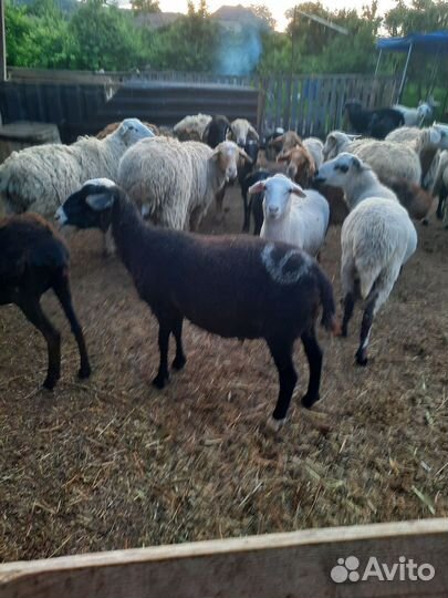 Овцы козы