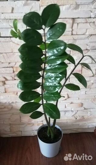 Замиокулькас