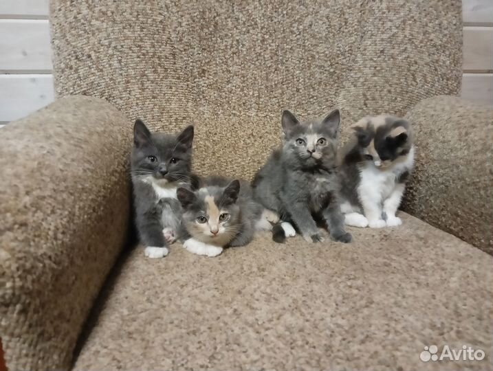 Котята в добрые руки