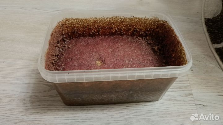 Трубочник изя