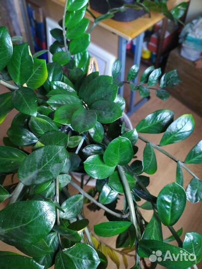 Замиокулькас