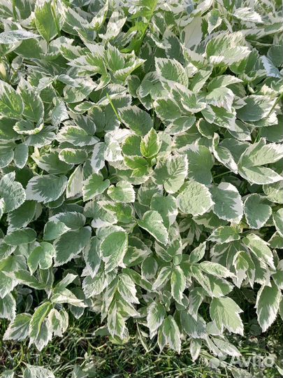 Растения для сада