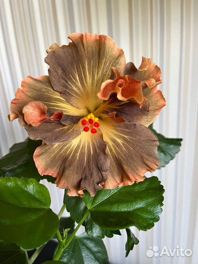 Гибискус Moorea Anastasiа