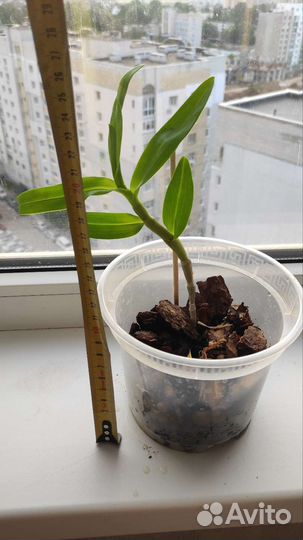 Орхидея дендробиум