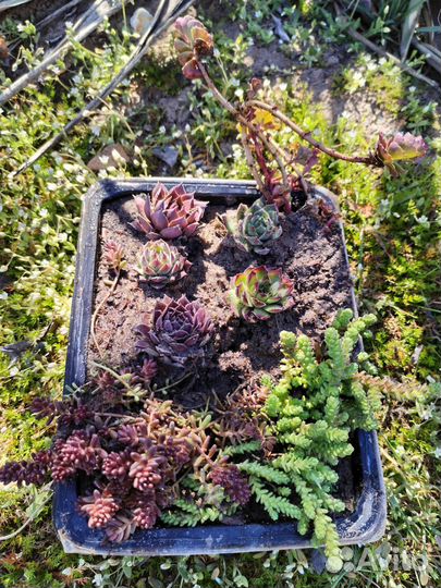 Молодило, очитки