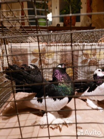 Продажа голубей