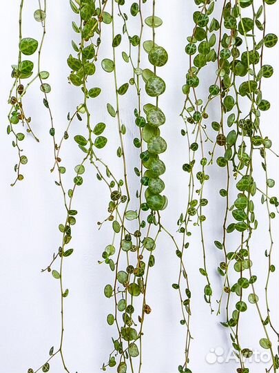 Хойя, Пеперомия и крестовник