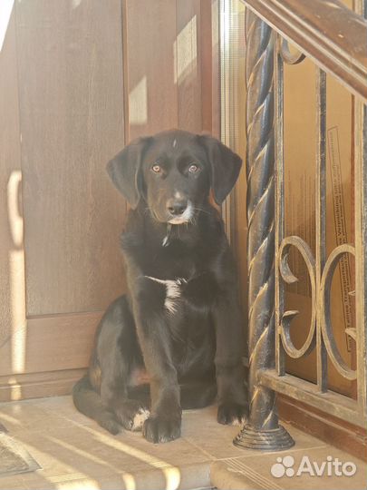 Щенок мальчик 4 месяца в добрые руки