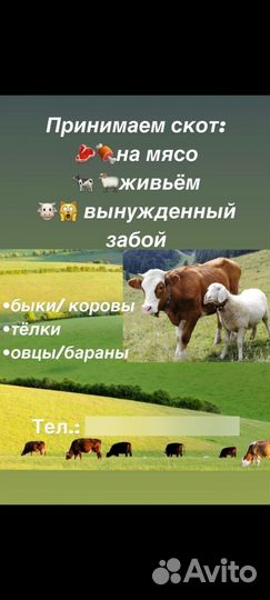 Крс на мясо