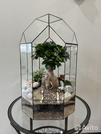 Дерево бонсай фикус флорариум