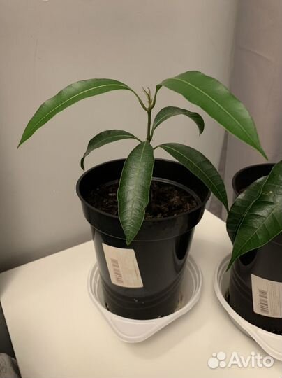 Манговое дерево