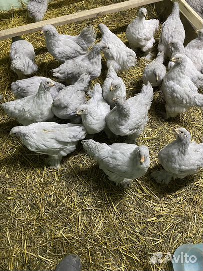 Петушки Брама Лаванда