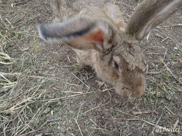 Кролик