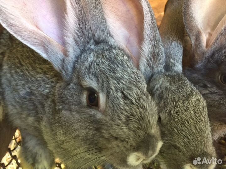 Кролики,мясо