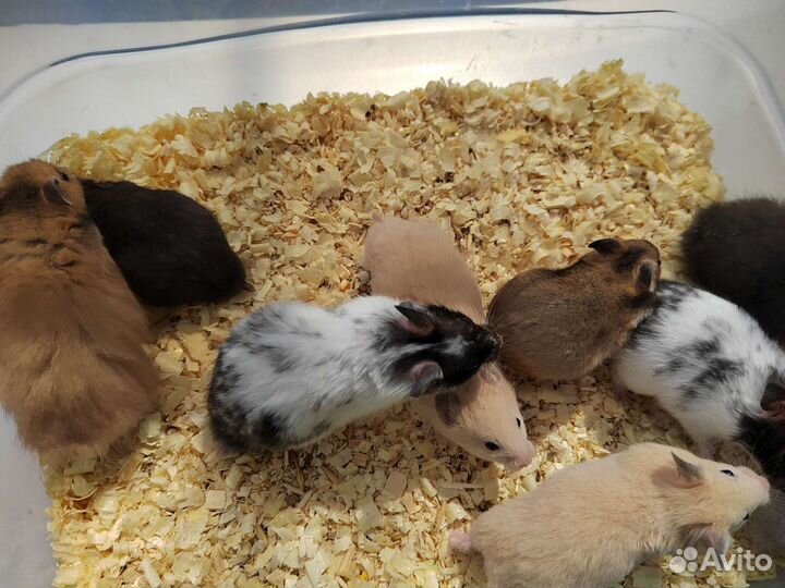 Сирийский хомяк