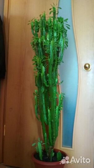 Молочай Эуфорбия