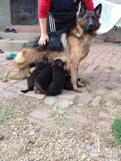 Немецкая овчарка