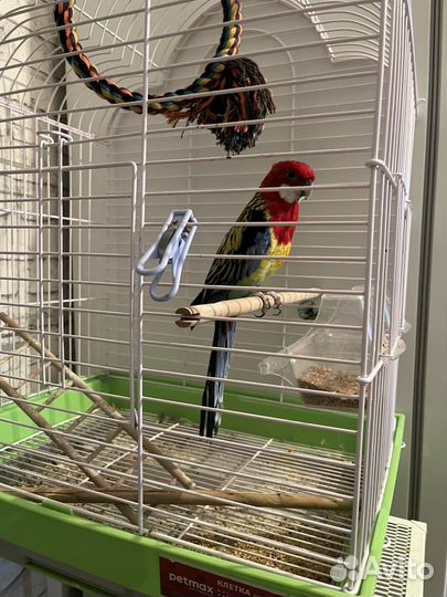 Попугай розелла